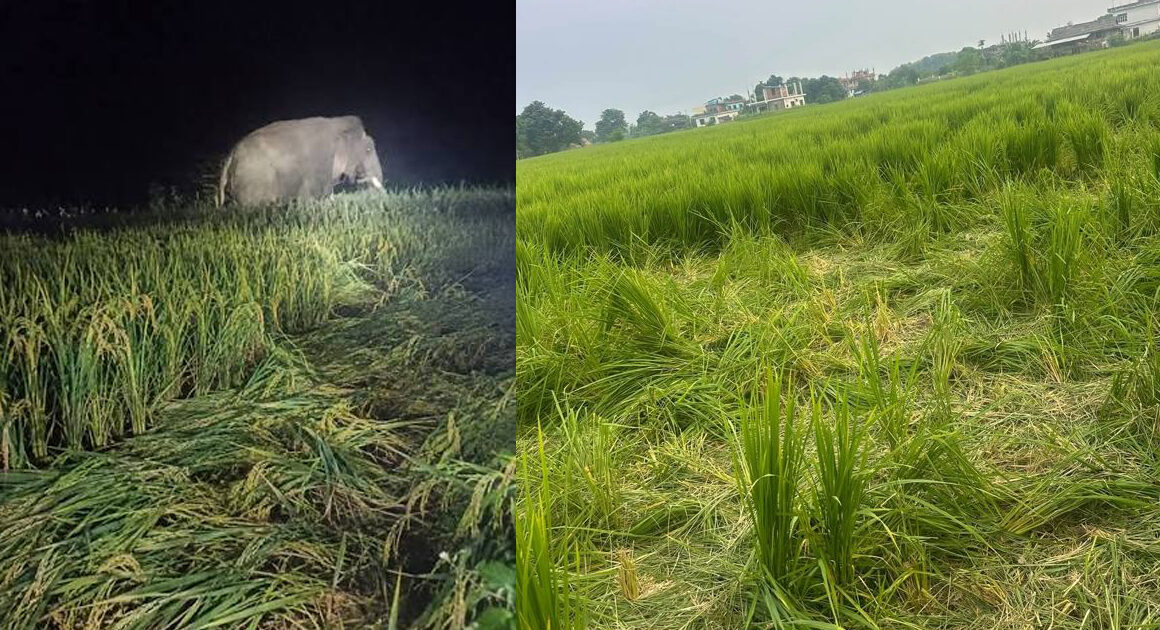 गेरूवामा जंगली हात्तीको आतंक, पाक्न थालेको धानबाली नष्ट, किसान चिन्तित