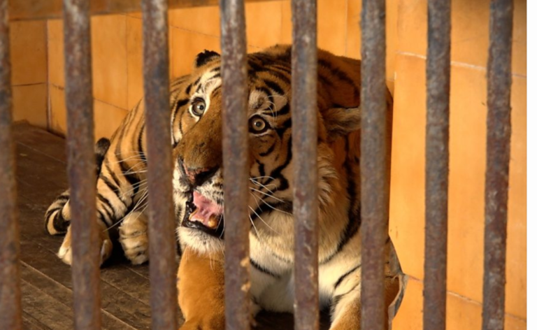 उद्धार गरिएका नरभक्षी बाघले भरिए बर्दियाका खोर, अब नयाँ भेटिए कहाँ राख्ने ?