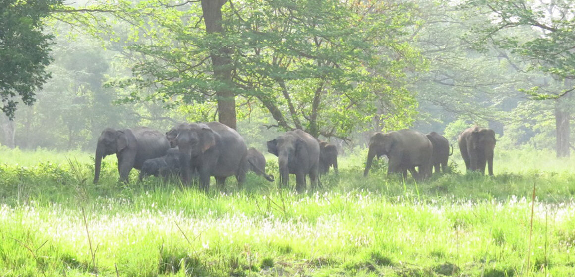 मानव -हात्ती सहअस्तित्वका लागि राष्ट्रिय प्रकृति संरक्षण कोष र थाइल्याण्डको संस्था ‘सेभ एलिफेन्ट फाउन्डेसन’बीच सम्झौता